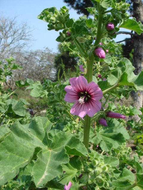 Lavatera arborea detail